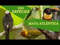 100 Espécies de Aves da Região da Mata Atlântica.