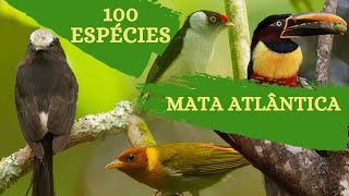 100 Espécies de Aves da Região da Mata Atlântica.