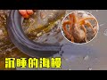 【English sub】小章翻开石块，螃蟹和八爪鱼乱窜，还抓到一只刚苏醒的海鳗！【赶海小章】