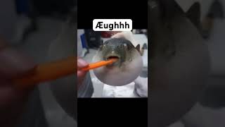 Æughh puffer fish eating carrot #memes #viral #youtubeshorts