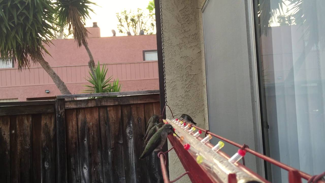 Large Hummingbird Feeder Youtube