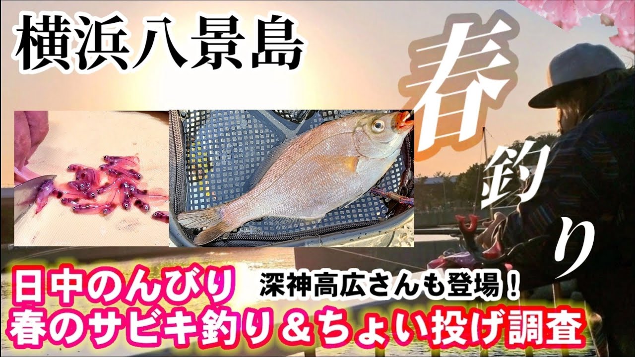 幻の紅玉魚を釣って食べる 楽しいサビキ釣りちょい投げ調査in東京湾横浜八景島 釣魚料理 春休み食育釣りバラエティー Youtube