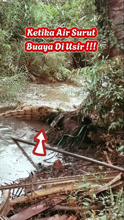 Buaya Di Bawah Pohon Sawit !!! Muter !!! Keblinger !!!