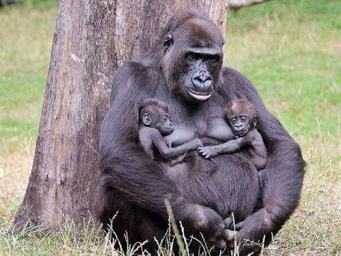 ЗООПАРК МОСКОВСКИЙ / MOSCOW ZOO PARK /ОБЗОР МОСКОВСКОГО ЗООПАРКА / ВЛОГ / ЖИВОТНЫЕ ДЛЯ ДЕТЕЙ