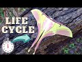 Moth Lifecycle Pink Spirit Moth Actias Rhodopneuma One Minute Life Cycle 