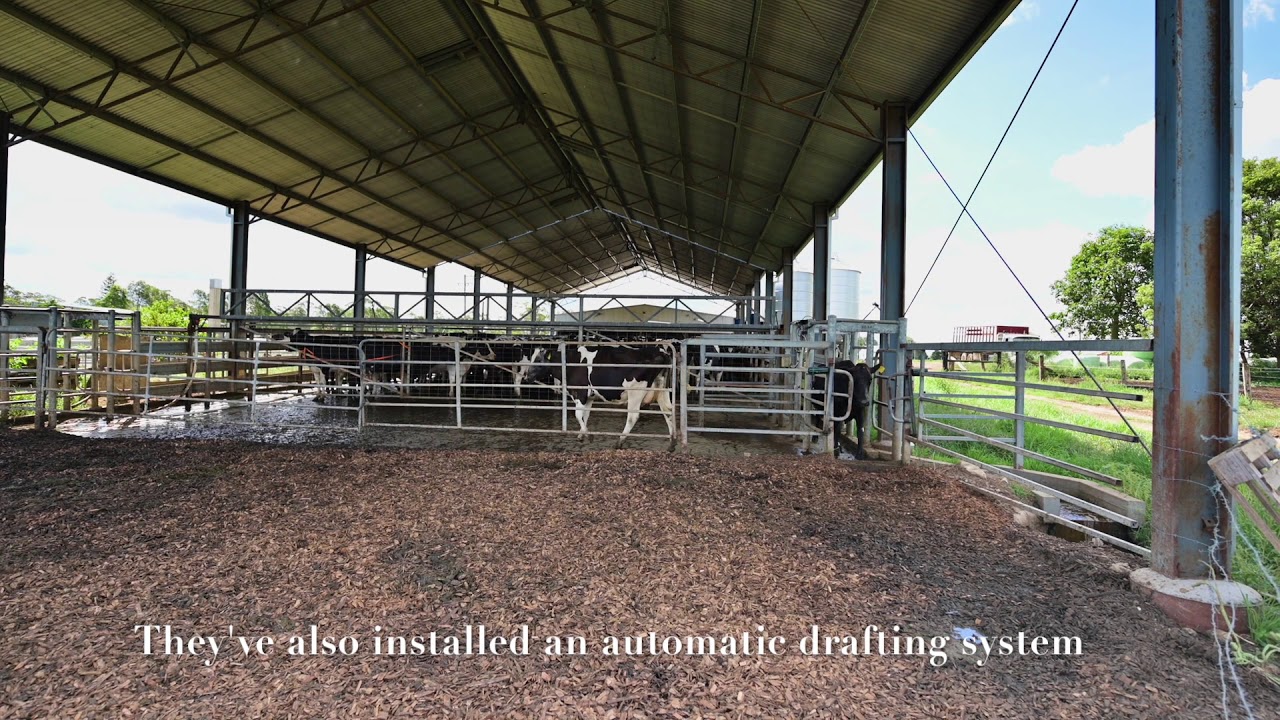 Dairy farm goes high tech YouTube