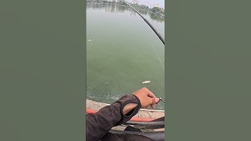 Câu lure cá rô phi bảy màu bằng mồi cá sắt vib 3g