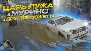 "Царь лужа" в Мурино и другие сюжеты | The Great Puddle of Murino and Other Stories