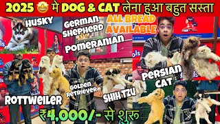 Download Lagu Best Pet Shop In Patna 2024🔥| ₹4,000/- से शुरू 🤩| Husky, Labrador, German Shepherd ,Rottweiler, Pug MP3