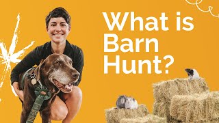 What is Barn Hunt? A Growing Scent Work Dog Sport