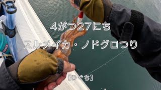 4月27日 スルメイカ・ノドグロ釣り【樋口】