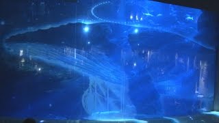水槽にザトウクジラ映像 すみだ水族館でイベント