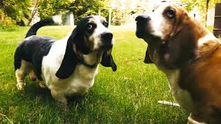 Basset Hounds at 110 Degrees! (43.33 Celsius) by CopperstateBassets 1,263 views 2 years ago 1 minute, 45 seconds