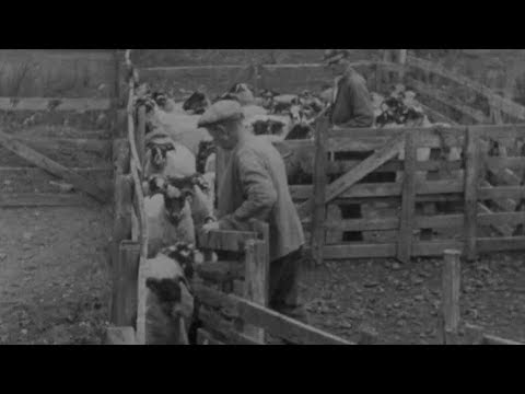 Blackfaced Sheep (1946) | BFI National Archive