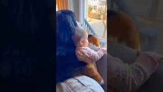 A Bernese Mountain Dog takes care of the baby instead of the owner. #dog #pet #healing