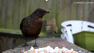 Panggilan Blackbird betina