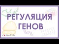 Регуляция экспрессии генов