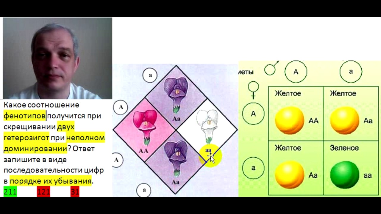 Скрещивание дигетерозигот при полном доминировании. Соотношение фенотипов при скрещивании двух. При скрещивании двух гетерозигот. Скрещивание двух дигетерозигот. Скрещивание двух дигетерозигот при неполном доминировании.