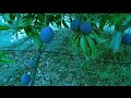 Purple mango fruits garden  gardening ideas at home  birds sounds