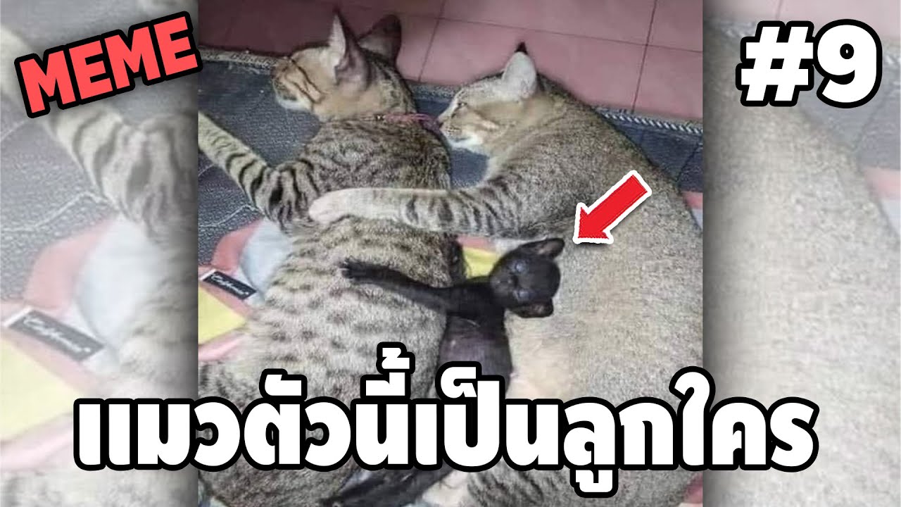 ภาพนี้ก็ฮาเหมือนกันนะเนี้ย #9 SS6 [ พากย์นรก MEME.EXE ] | easy boy