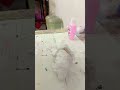 let's clean my little mattress!