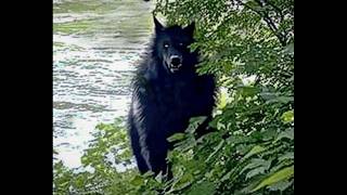 This Dogman Footage Is So Clear… It’s Actually Scary