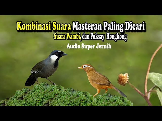 Masteran Ampuh Bikin Burung Fighter Suara wambi vs  poksay Hongkong Super Gacor class=