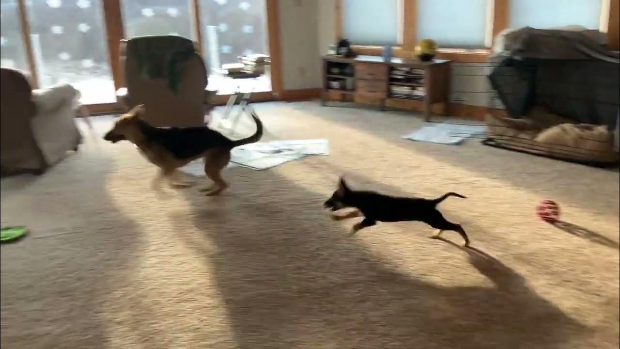 Ang running around house YouTube