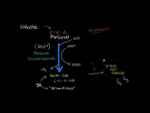 Video: Piruvat kinaz çatışmazlığı nədir?