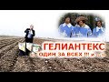 ГЕЛИАНТЕКС - гербицид для любого подсолнечника #сумо556 #подсолнечникрими #латитуда