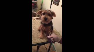 Norfolk Terrier Grooming