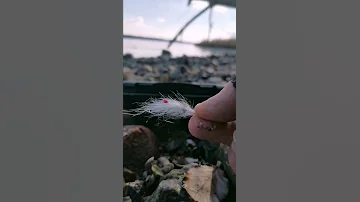 Spring Seatrout Fishing - Ghost Shrimp Fly