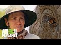 Conexión entre humanos y animales | The Dodo: En busca de héroes | Animal Planet