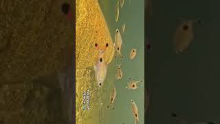 மீன்கள்..🐟🐟 Subscribe and support guys👍 #tenkasi #fishvideo #nature #love #tamilnadu #followers