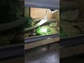 Le repas des tortues  reptiland 12