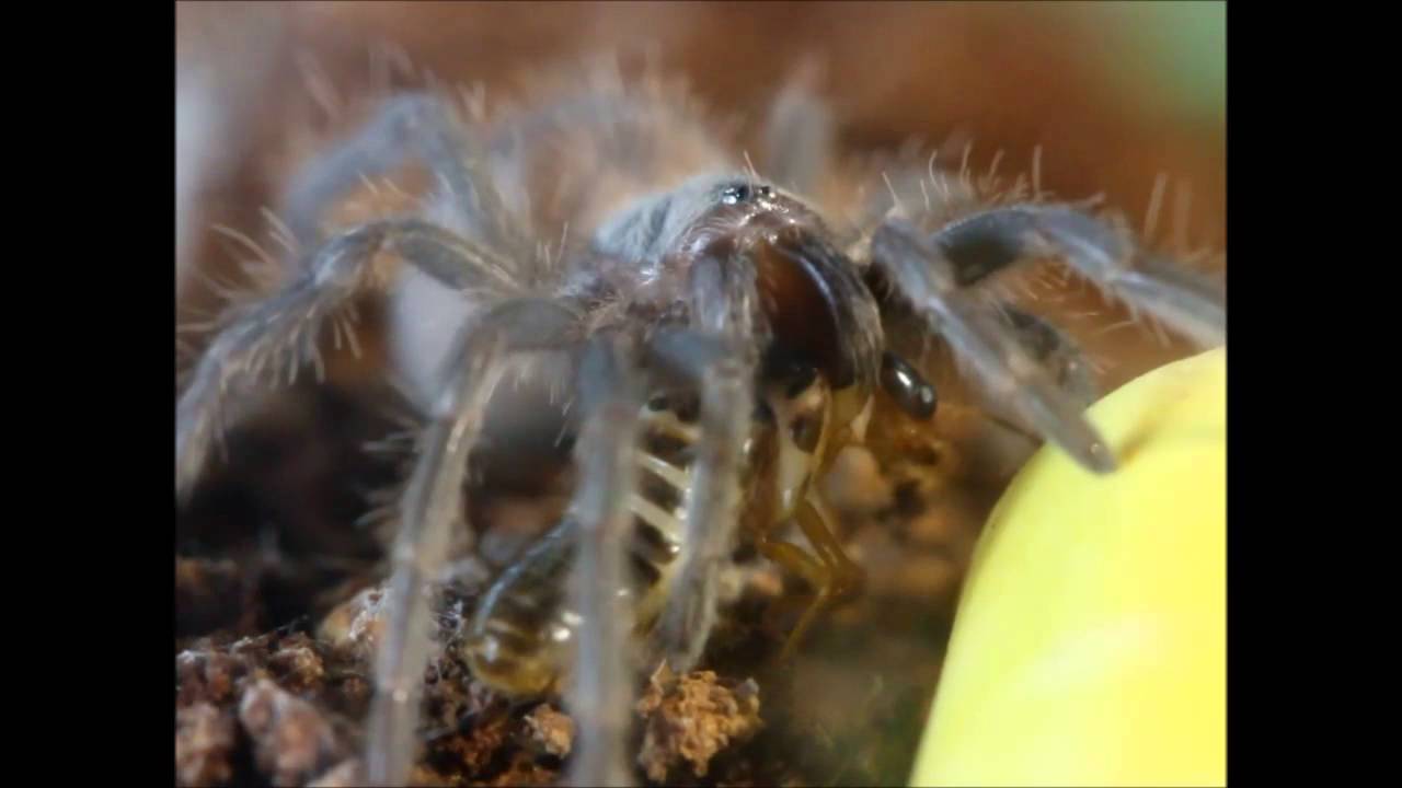 camera iphone 8 plus apk tarantula feeding