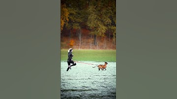 Golden run - CANICROSS in autumn 🐕🏃💨