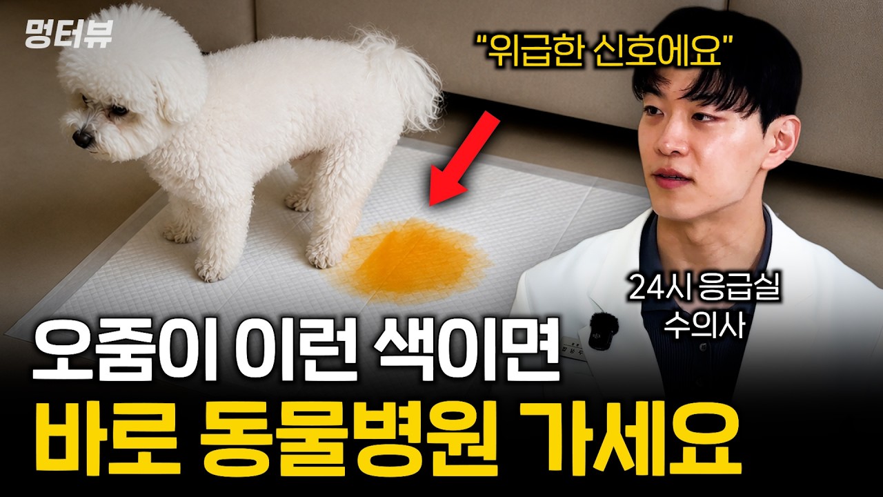 미리 알아둬야 강아지 살립니다 (응급실 수의사가 알려주는 CPR, 하임리히) | 멍터뷰 ep.96