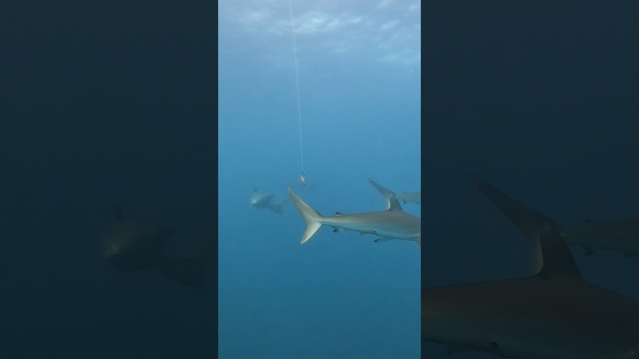 Been this close to a shark? #shark #scubadiving #gordobanks #adventuresport
