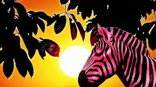 Pinkzebra - Chasing The Sunshine