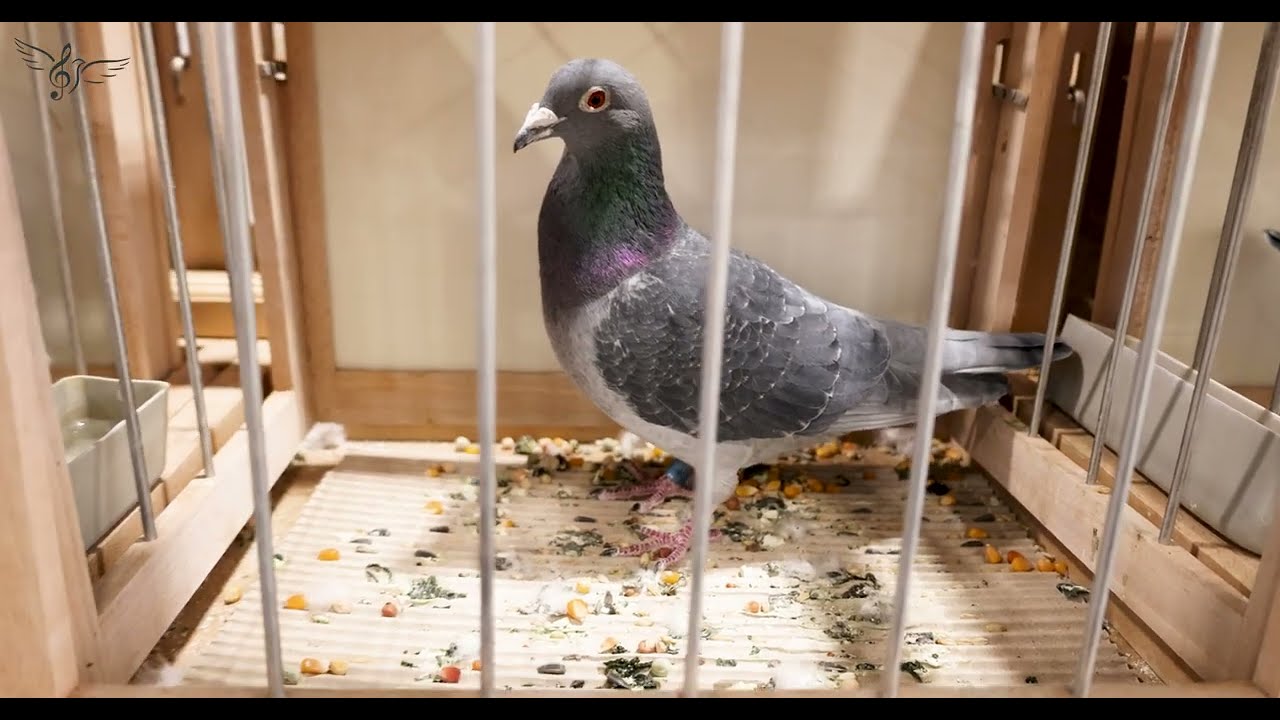 Poland: Best Pigeons in the World | IBA 2026 | PigeonSongs (PL)