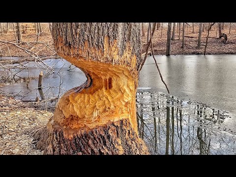 How Many Beaver Are In This Lake?!?!