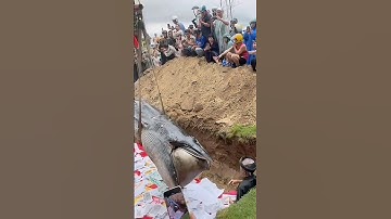 An Táng Cá Ông Loài Cá Linh Thiêng Theo Phong Tục Tập Quán Của Ngư Dân Đà Nẵng | MINH LÊ VLOG