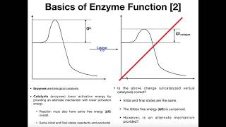 Enzyme Basics & How Do They Lower Activation Energy?