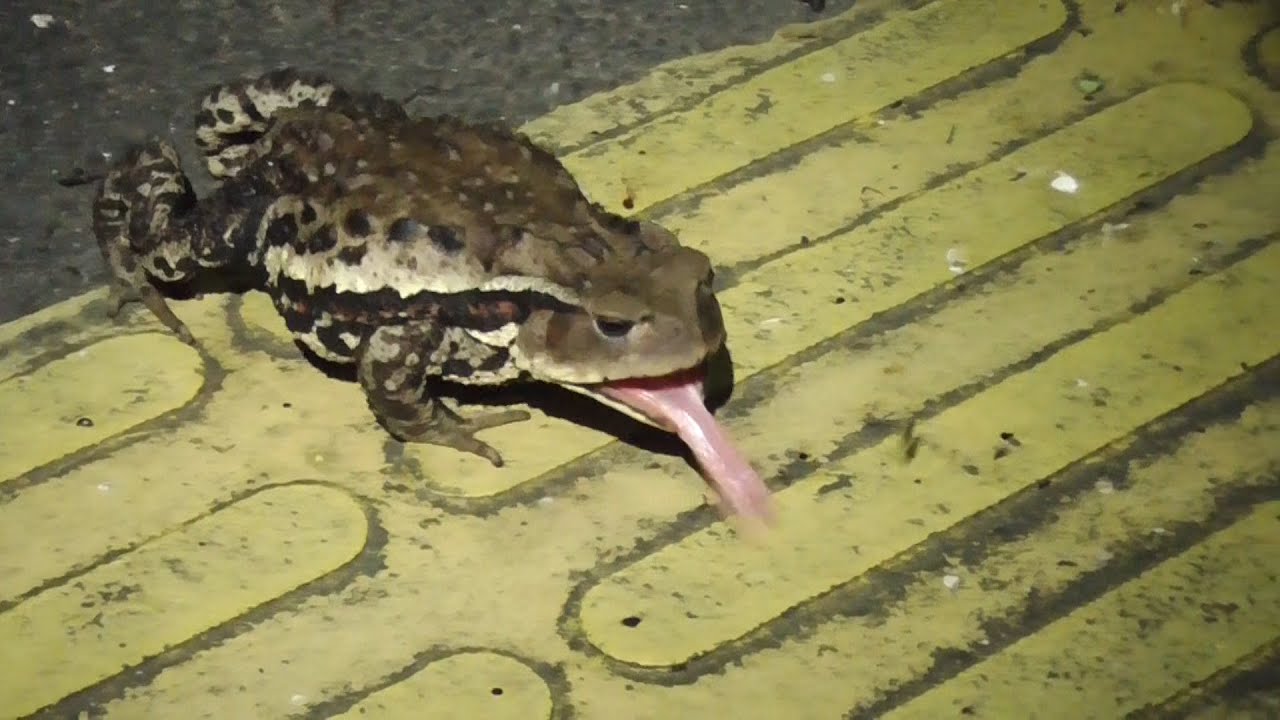 ガマガエル カエルの種類別の寿命を紹介 ペット飼育でも冬眠させる