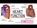 Heart Anatomy and Physiology Quiz