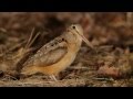 American Woodcock