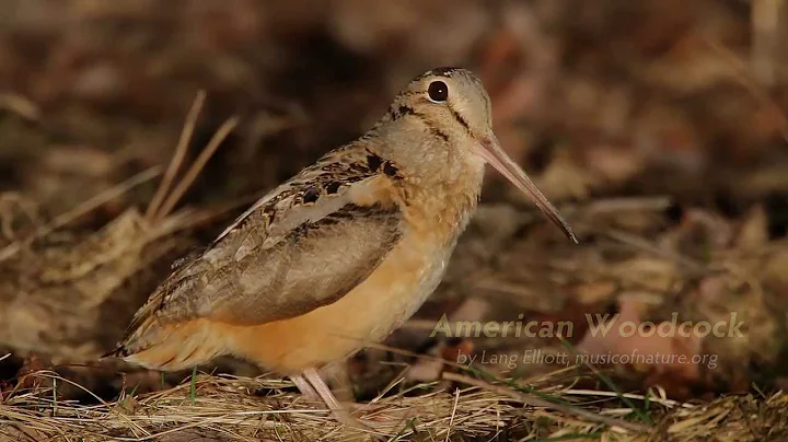 American Woodcock