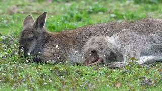 Baby wallabies by Metro Newspaper UK 443 views 1 year ago 1 minute, 25 seconds