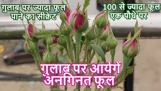The secret to getting more flowers on roses! Tips To Make Your Roses Bloom More Hindi, Rose plant... screenshot 1